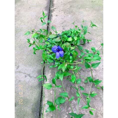 釘地蜈蚣禁忌|【植物】釘地蜈蚣